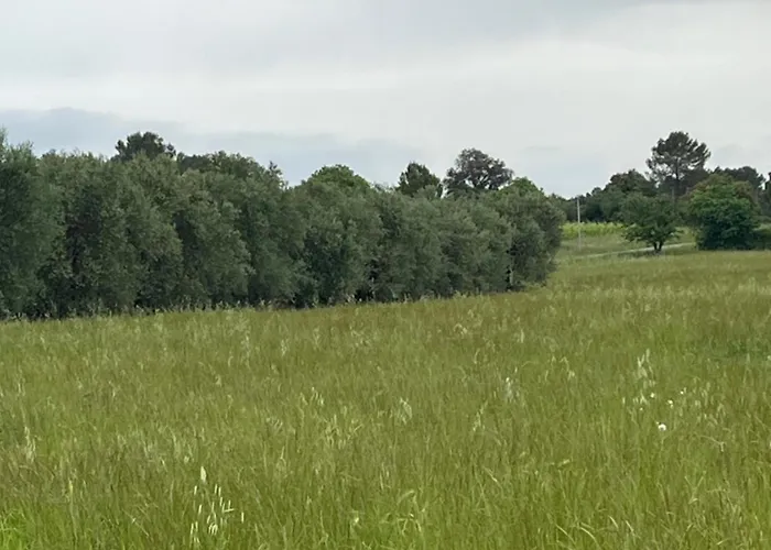 Mougere Des Oliviers Galargues